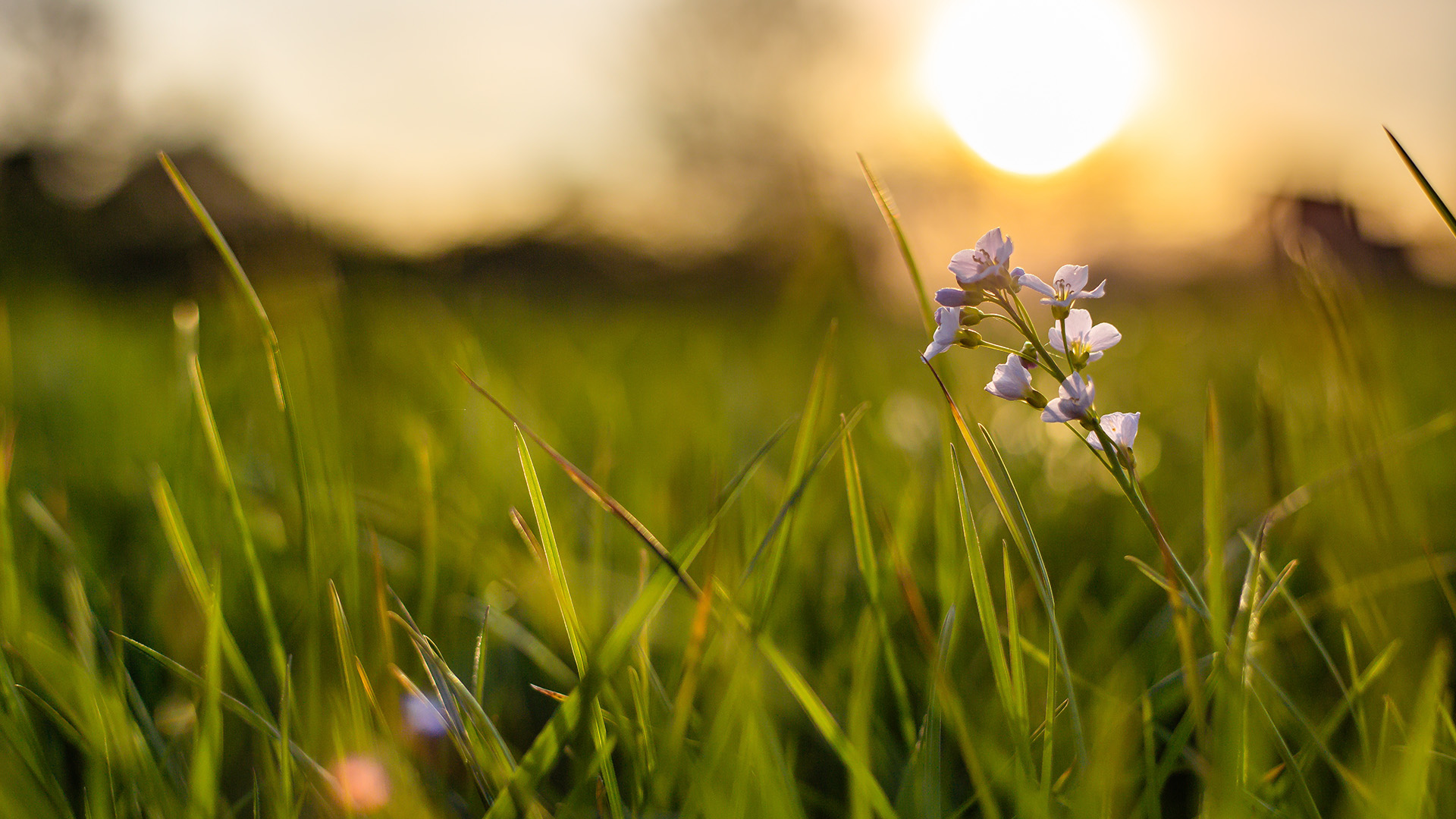A closeup shot of a tiny flower growing in fresh green grass with a blurred background