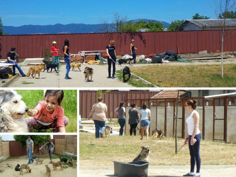 Animal Rescue