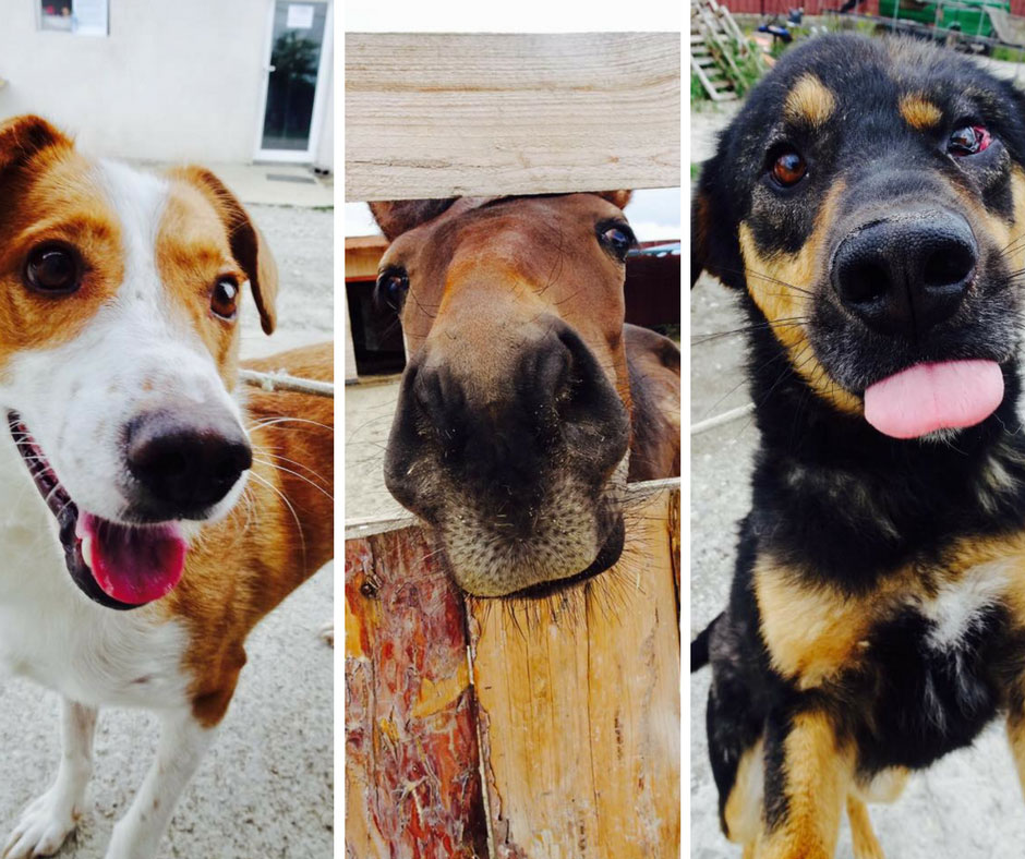 Animal Rescue2 w
