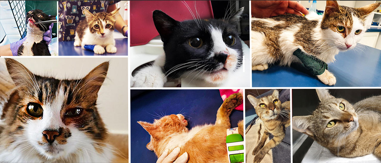 Dare2Care Street Animals w