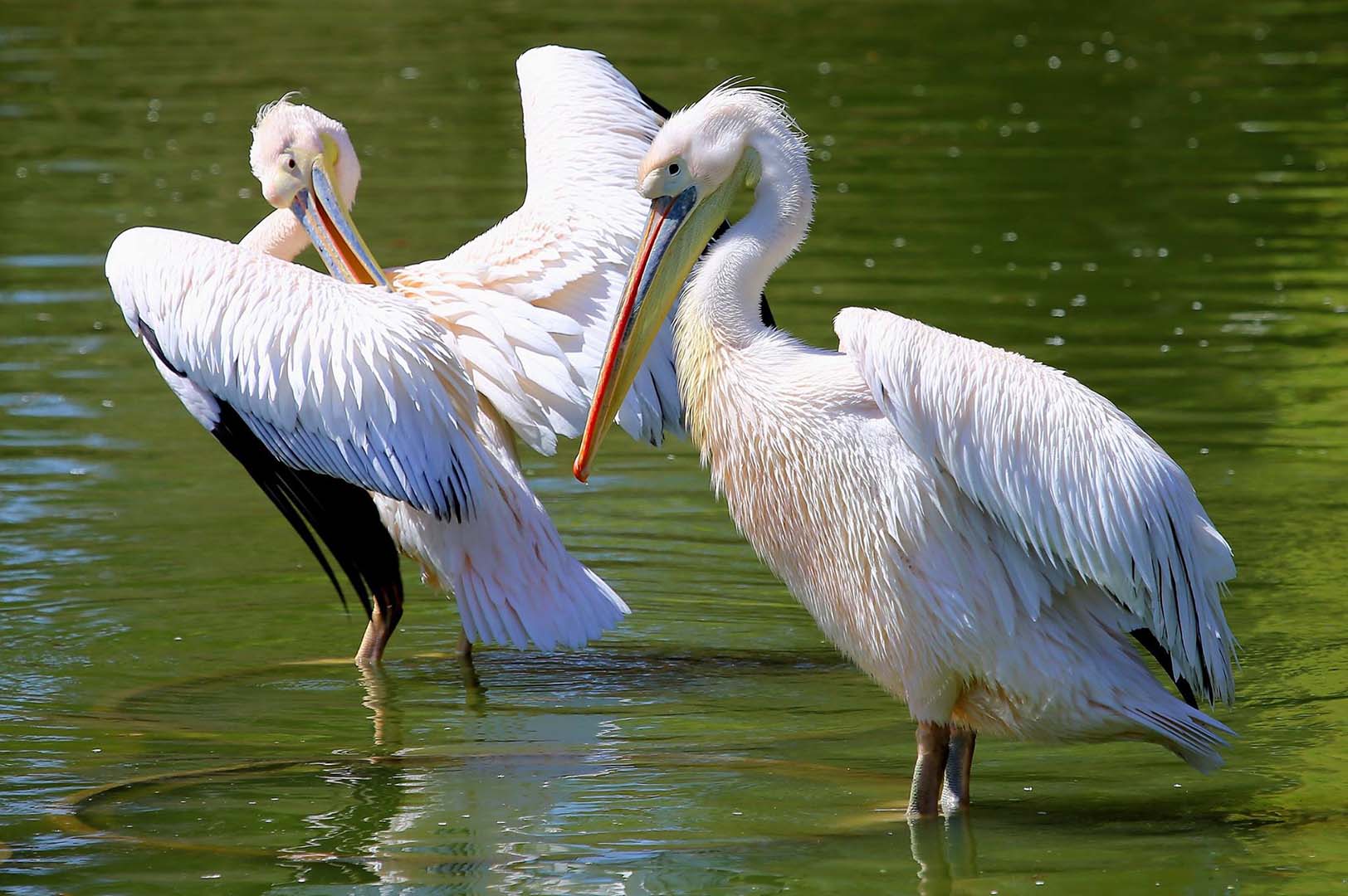 Zoologicheska gradina